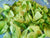 Sage - Silk Flower Petal ( 400 Petals ) FuzzyFabric - Wholesale Ribbons, Tulle Fabric, Wreath Deco Mesh Supplies